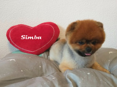 Simba1