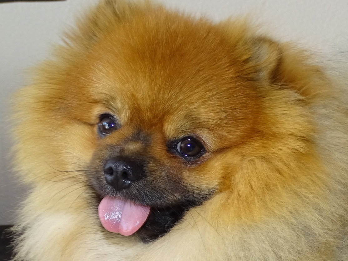 Simba